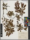 Foto von Salix aurita L.